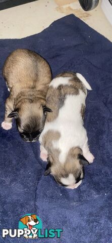 Gorgeous Maltese Shih tzu pups