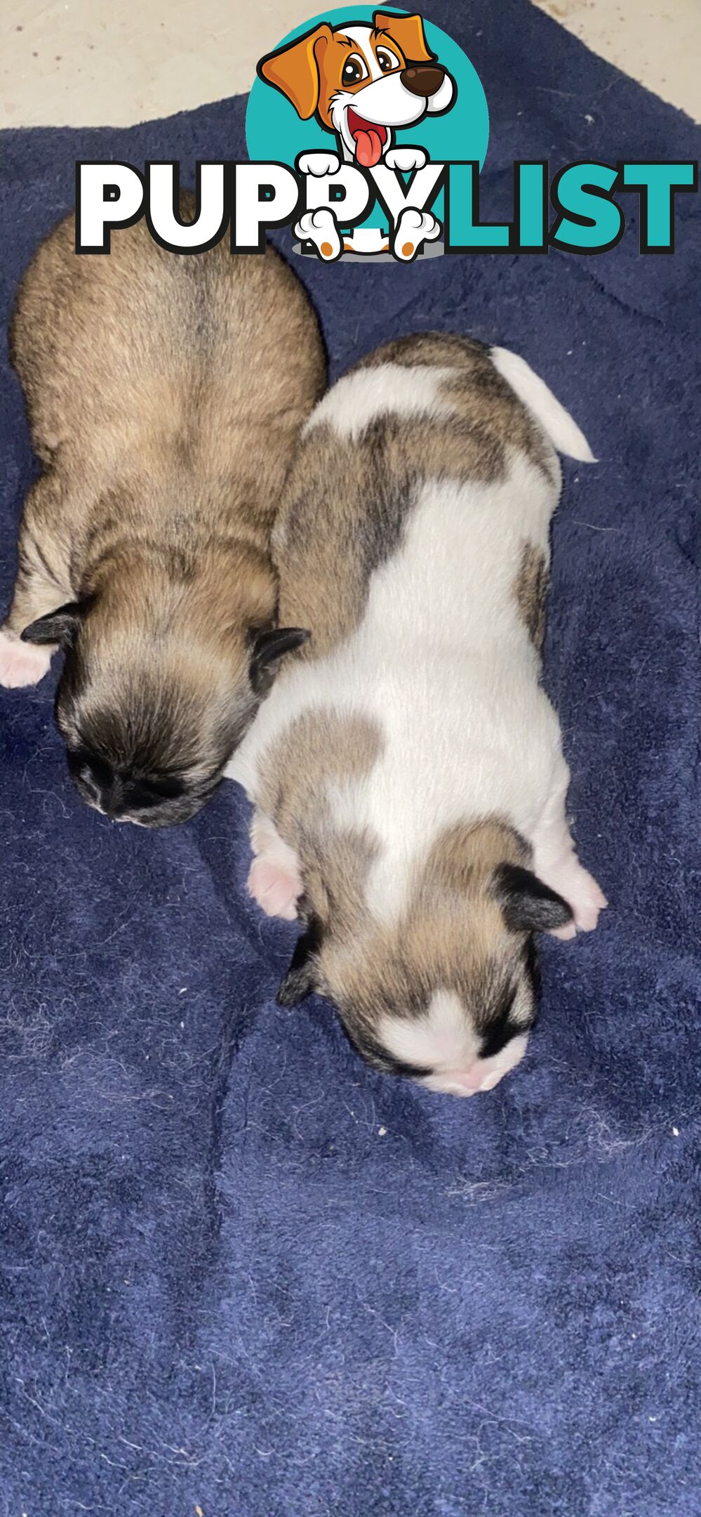 Gorgeous Maltese Shih tzu pups