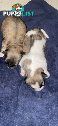 Gorgeous Maltese Shih tzu pups