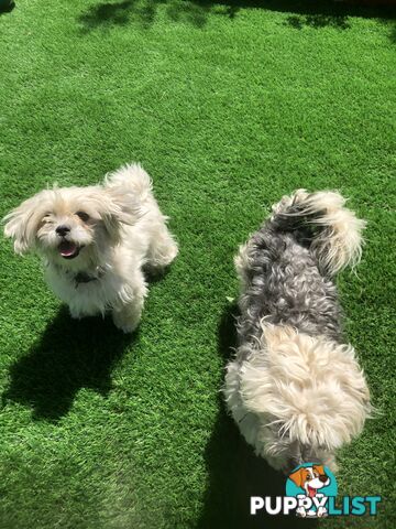 Gorgeous Maltese Shih tzu pups