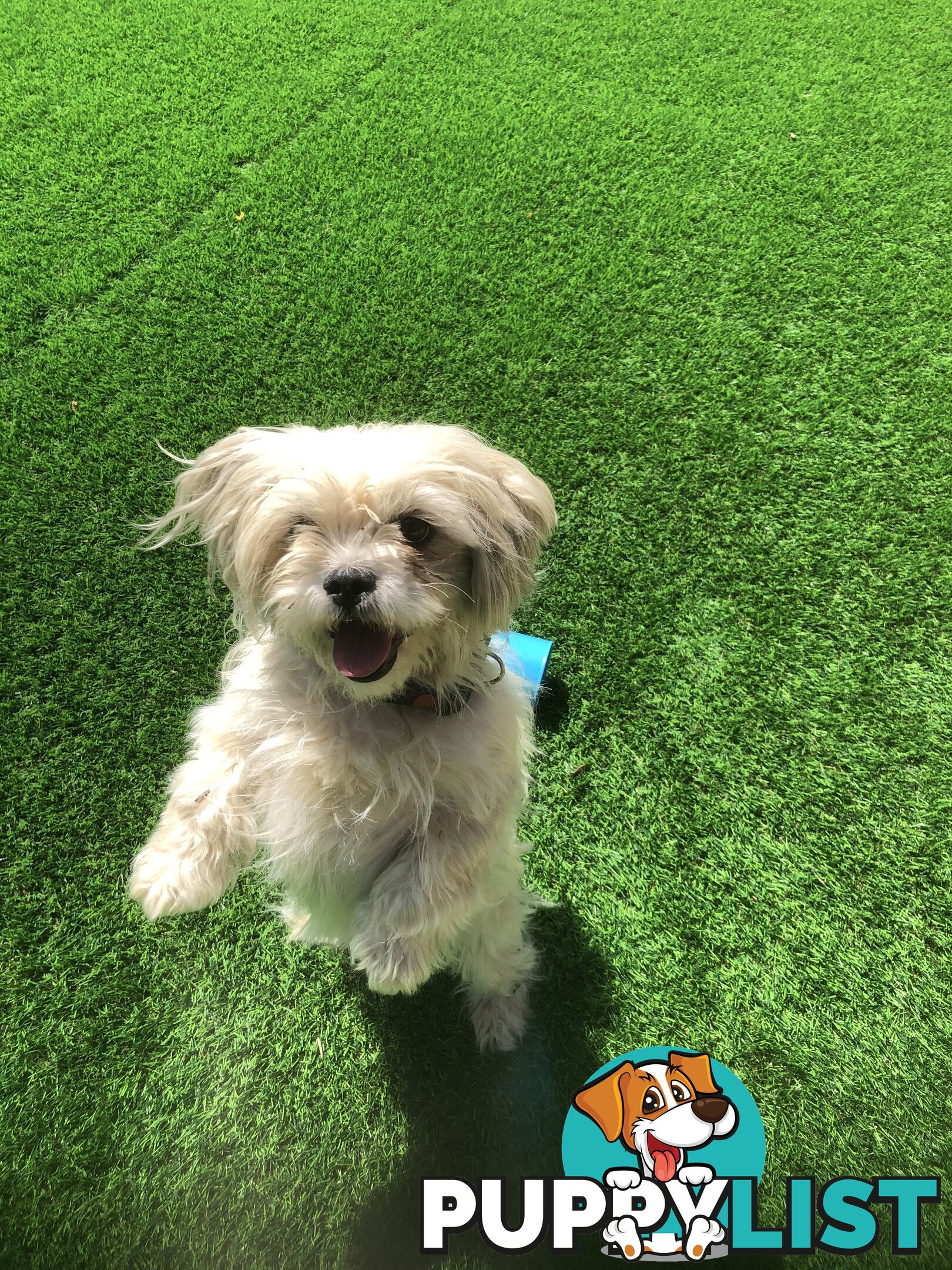 Gorgeous Maltese Shih tzu pups