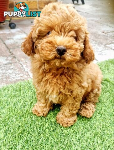 Cavoodle pups