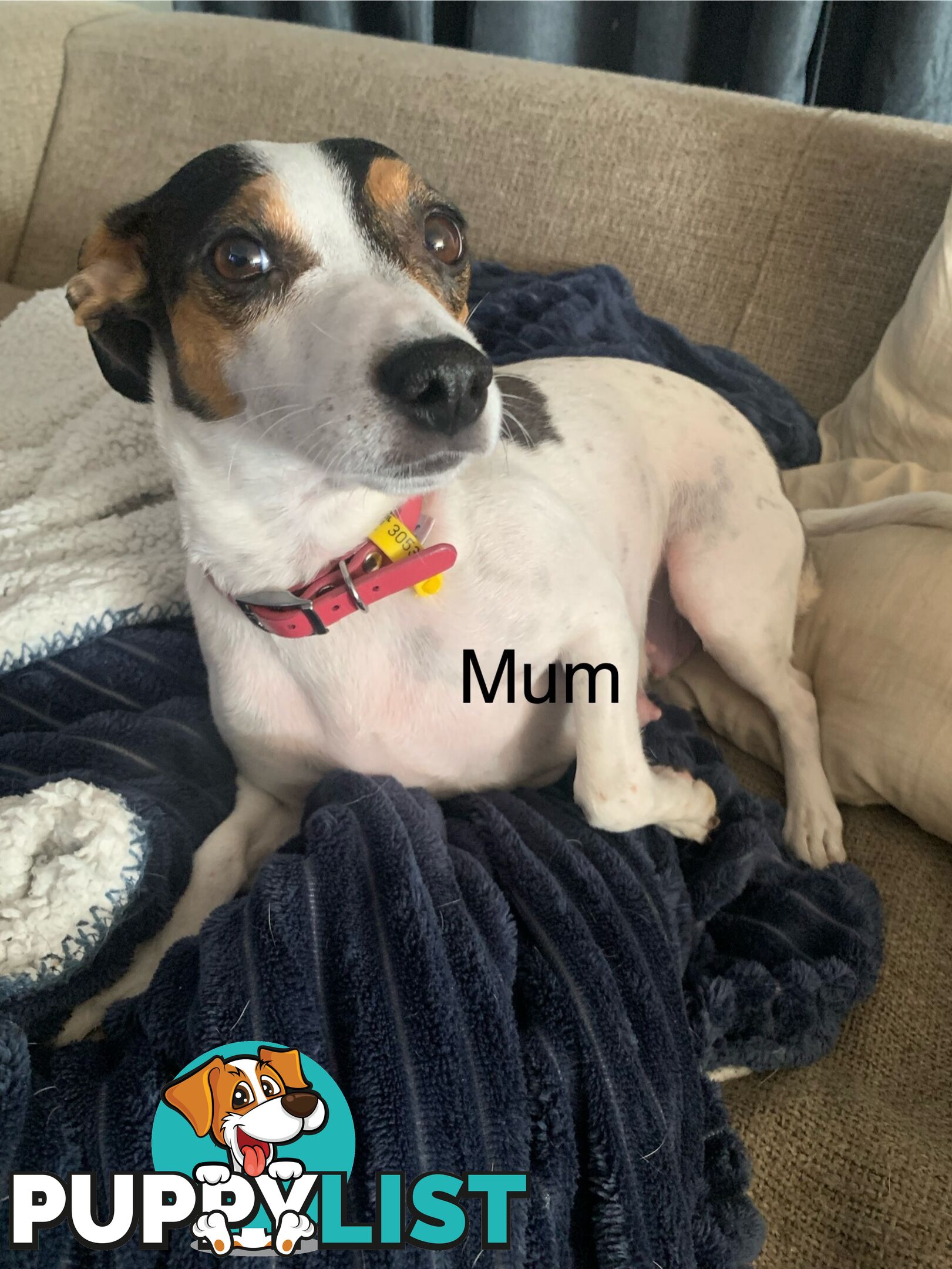 Tri coloured Jack Russell puppies