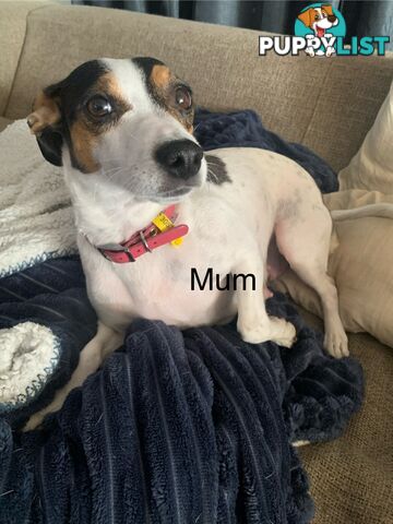 Tri coloured Jack Russell puppies