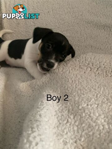 Tri coloured Jack Russell puppies