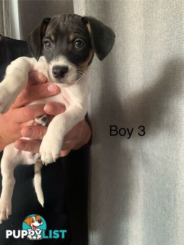 Tri coloured Jack Russell puppies