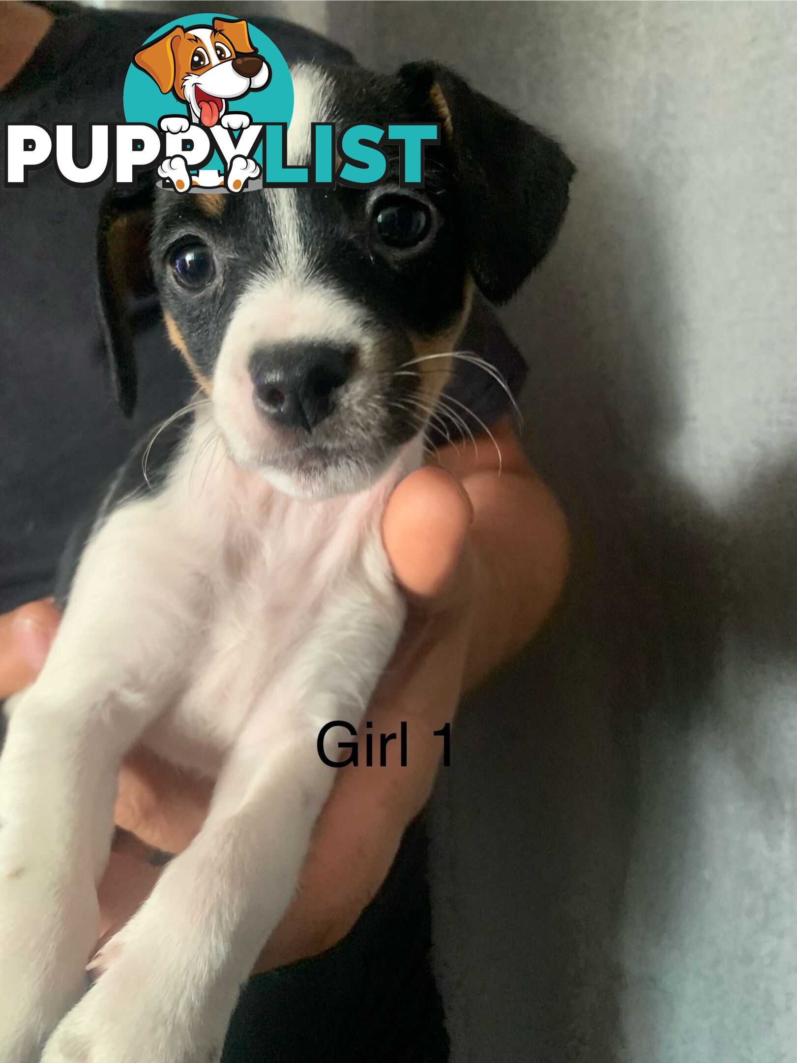 Tri coloured Jack Russell puppies