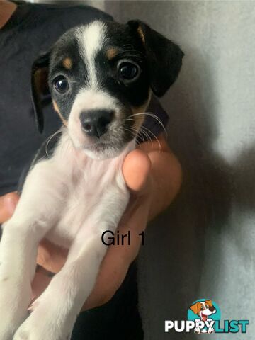 Tri coloured Jack Russell puppies