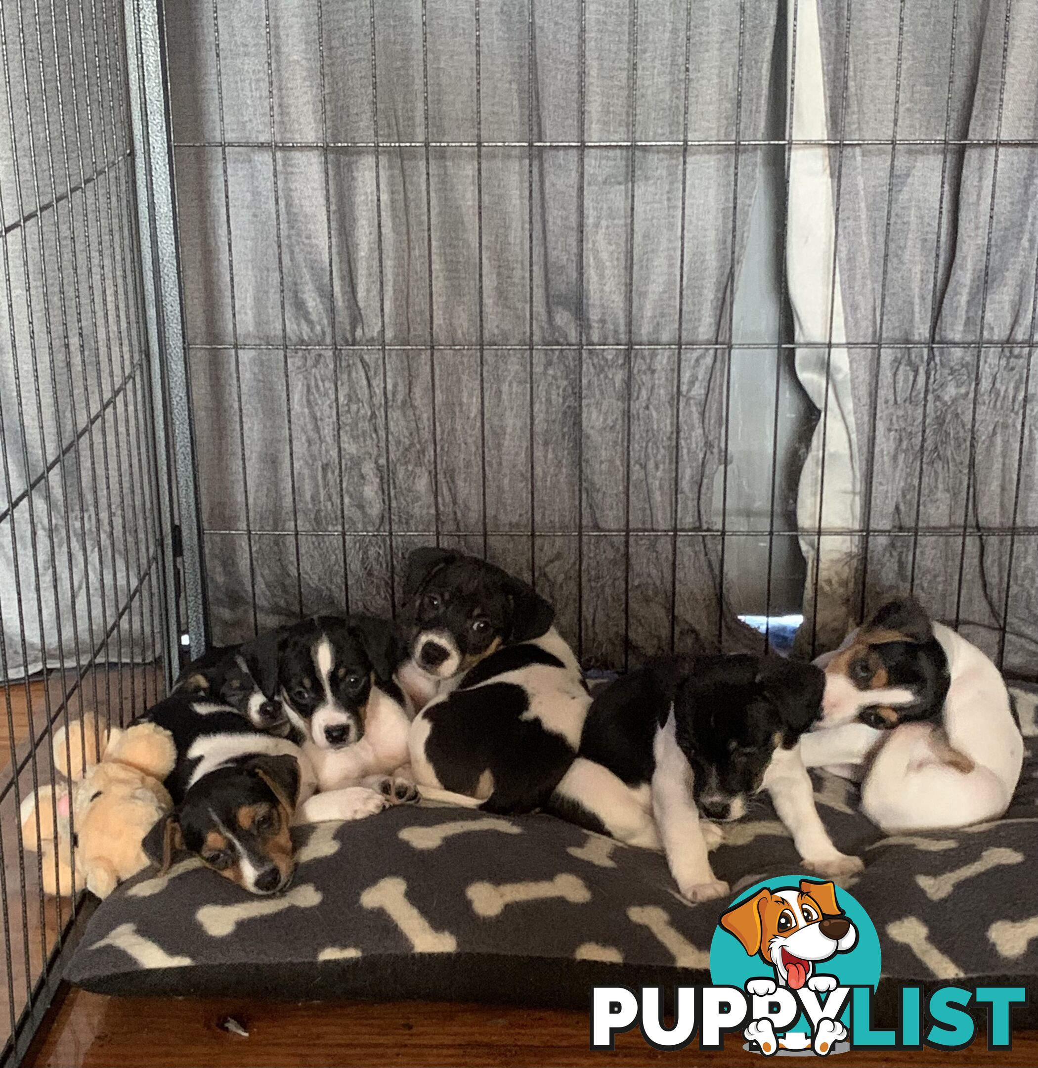 Tri coloured Jack Russell puppies