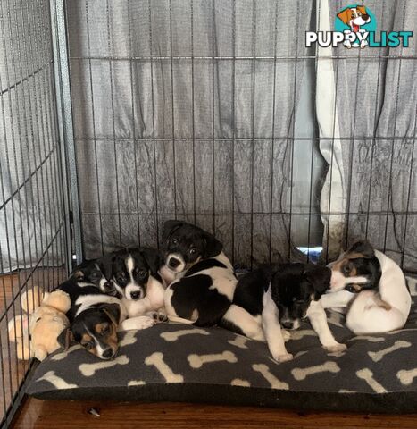 Tri coloured Jack Russell puppies