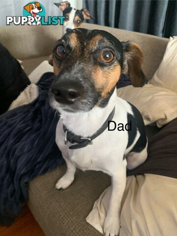 Tri coloured Jack Russell puppies