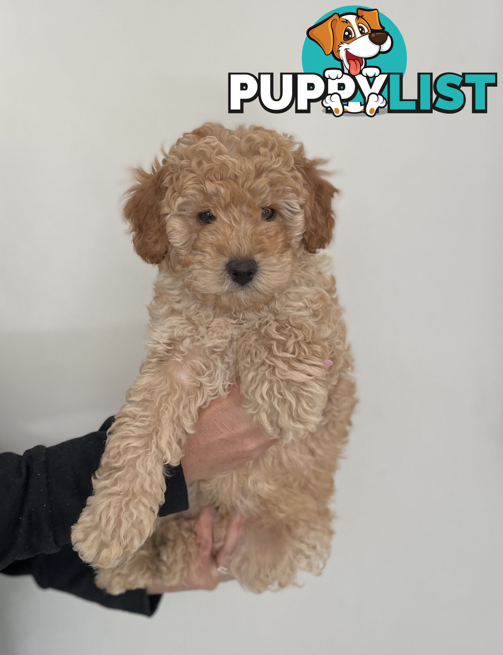 Purebred Toy poodle puppy