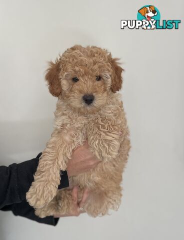 Purebred Toy poodle puppy