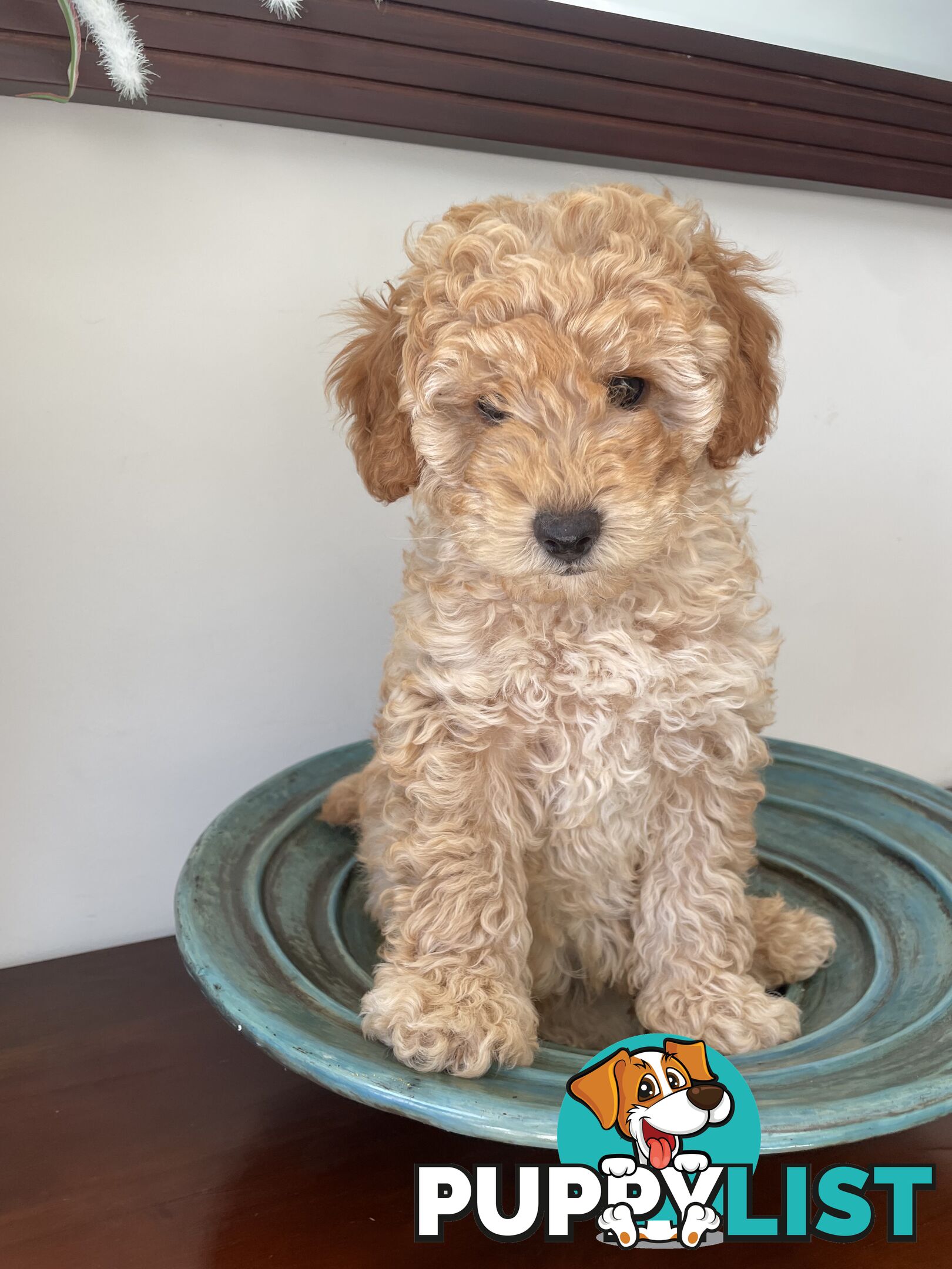 Purebred Toy poodle puppy