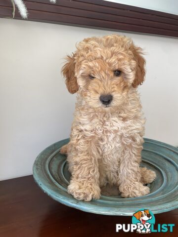 Purebred Toy poodle puppy