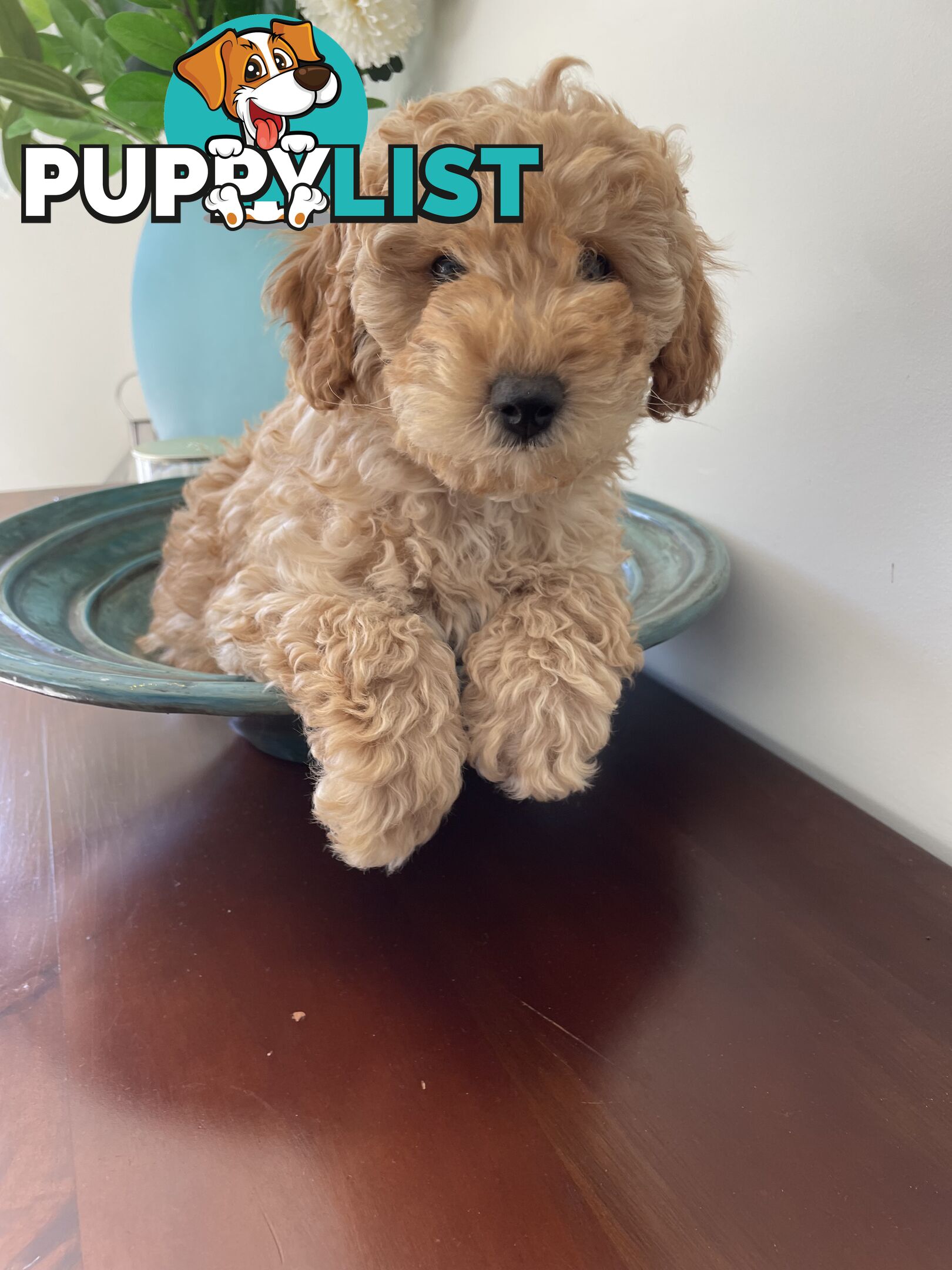 Purebred Toy poodle puppy