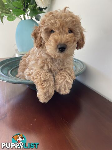 Purebred Toy poodle puppy