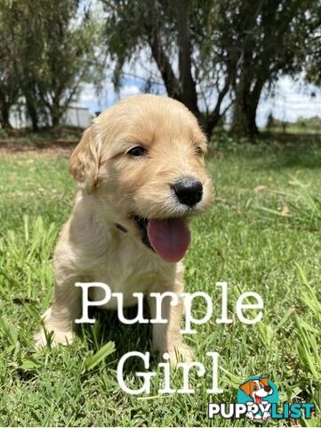 Adorable Golden Retriever x Groodle Puppies Ready for Loving Homes this Christmas!