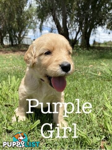 Adorable Golden Retriever x Groodle Puppies Ready for Loving Homes this Christmas!