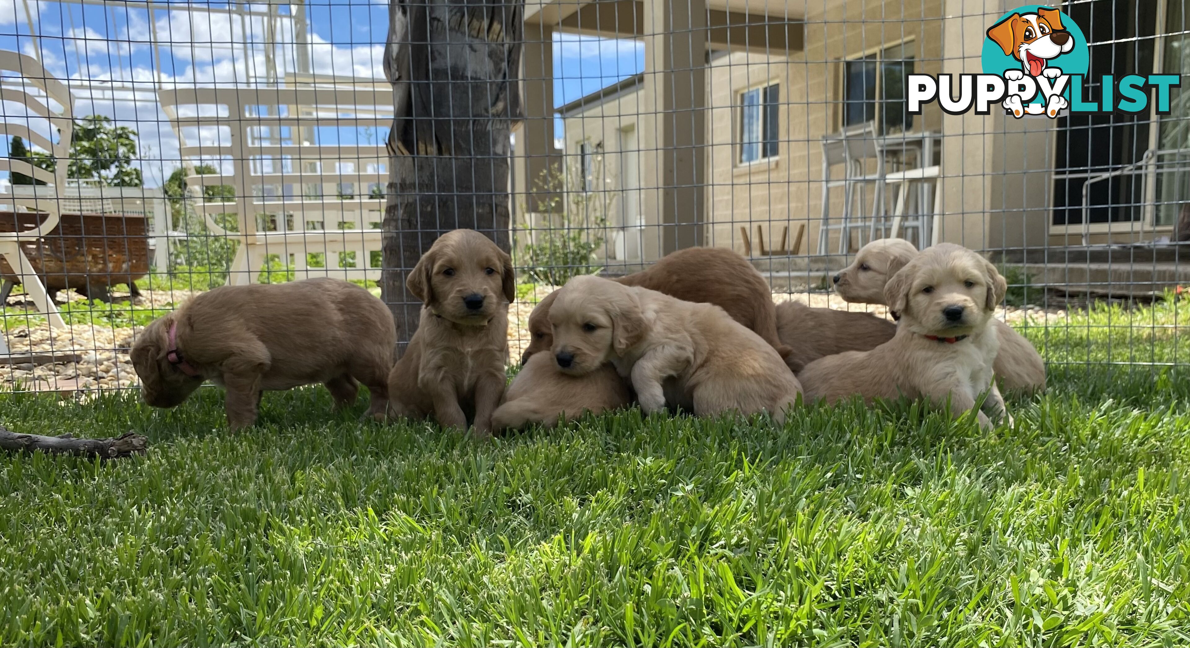 Adorable Golden Retriever x Groodle Puppies Ready for Loving Homes this Christmas!