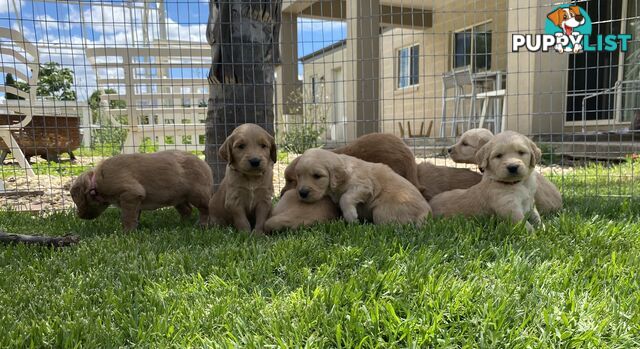 Adorable Golden Retriever x Groodle Puppies Ready for Loving Homes this Christmas!