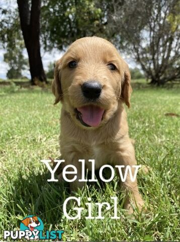 Adorable Golden Retriever x Groodle Puppies Ready for Loving Homes this Christmas!