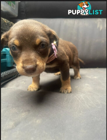 pure bred Kelpie pupies