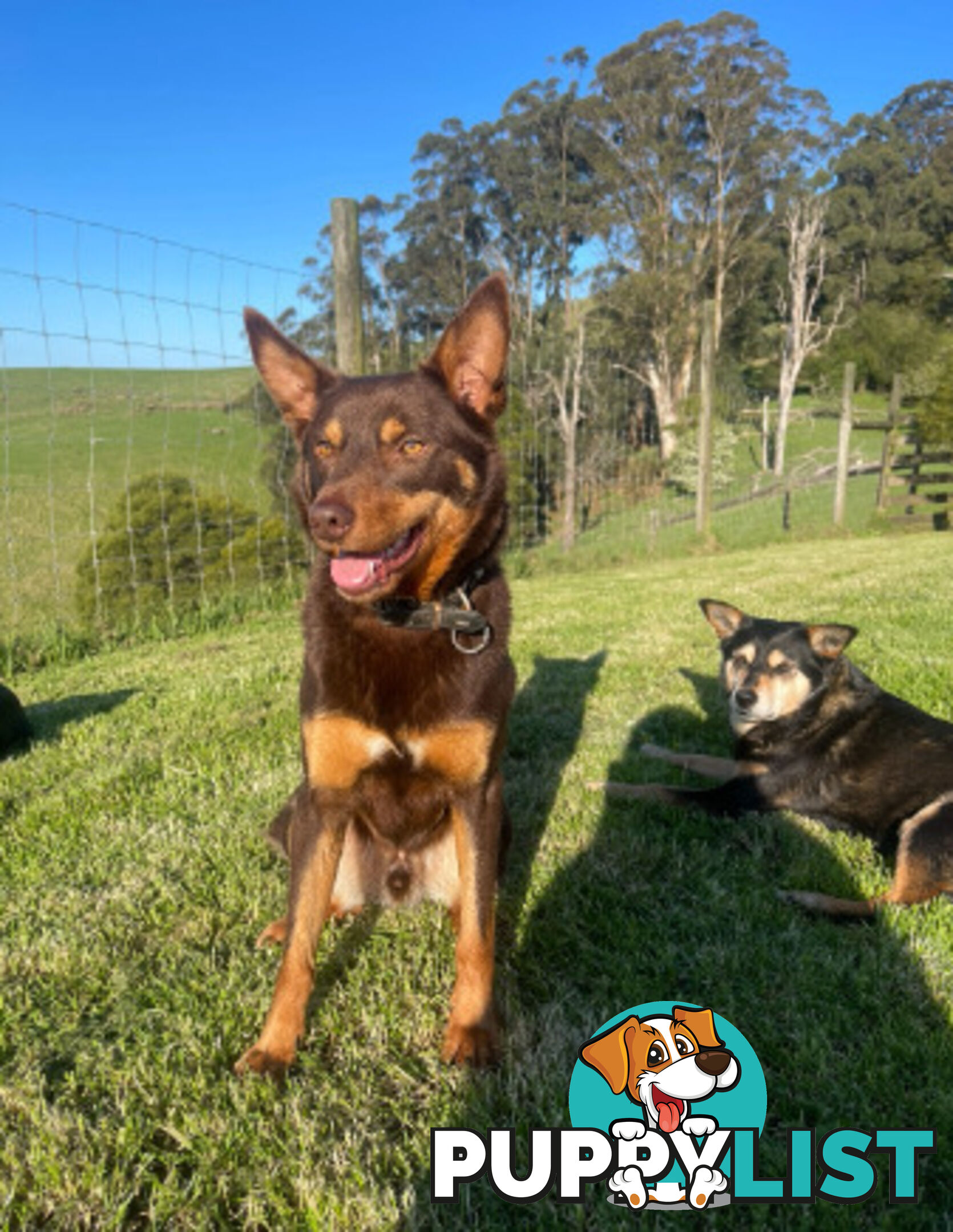 pure bred Kelpie pupies