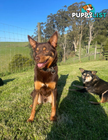 pure bred Kelpie pupies