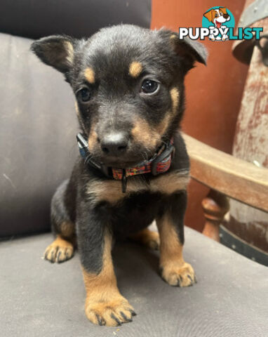 pure bred Kelpie pupies