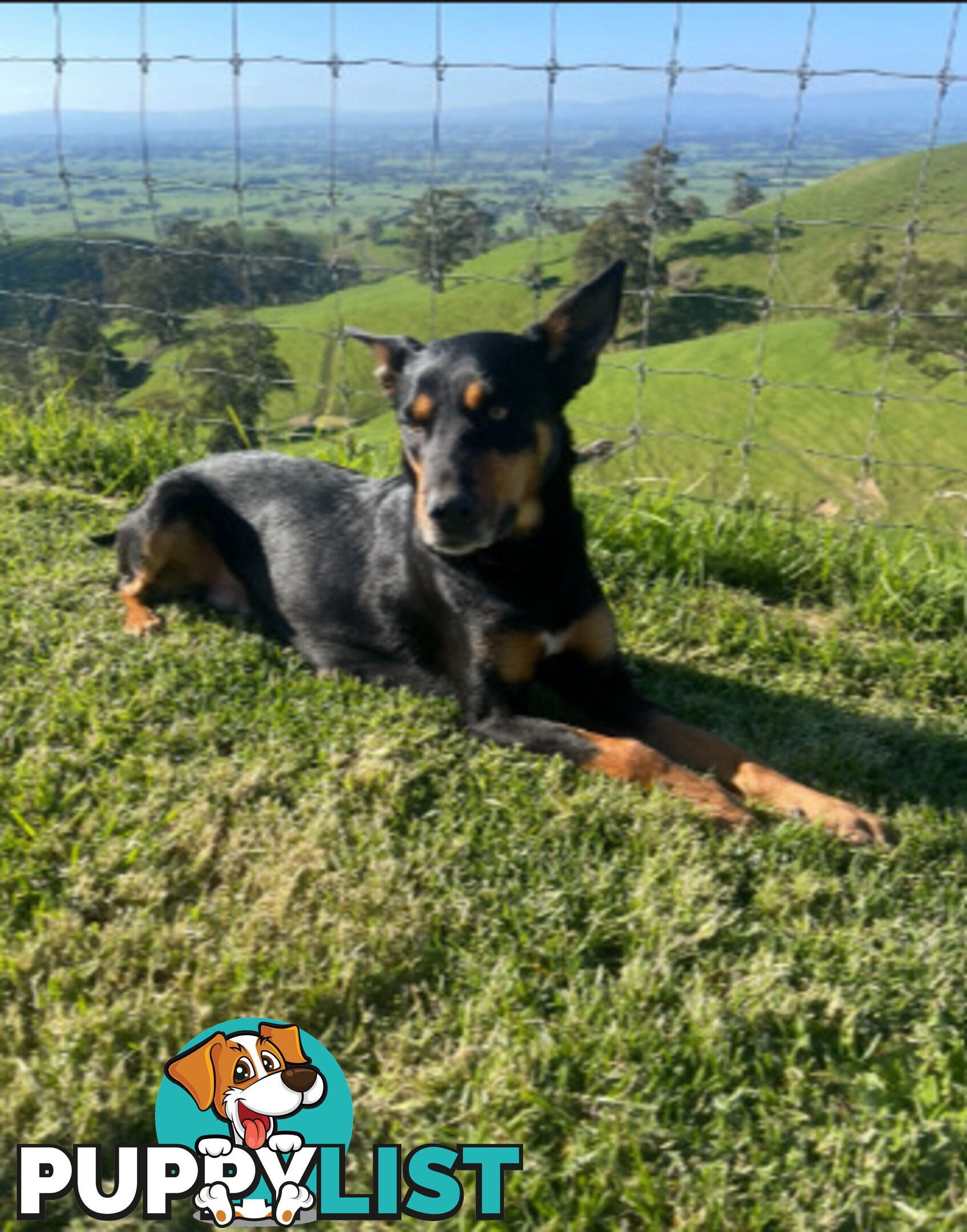 pure bred Kelpie pupies