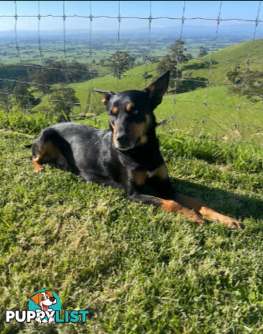 pure bred Kelpie pupies