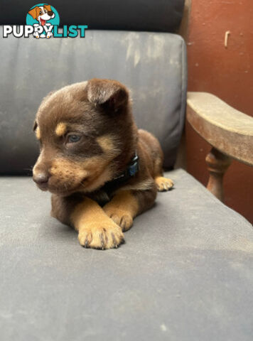 pure bred Kelpie pupies