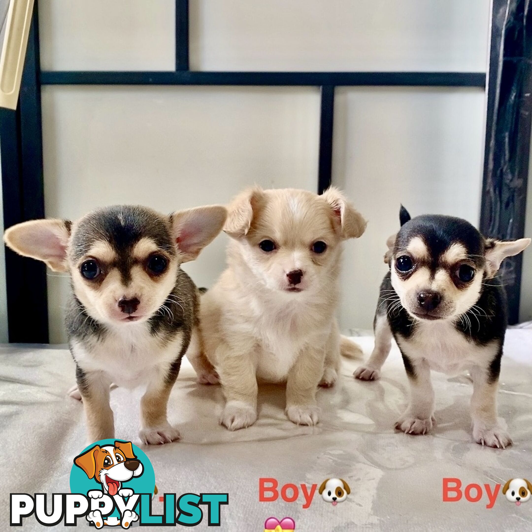 Chihuahua puppies