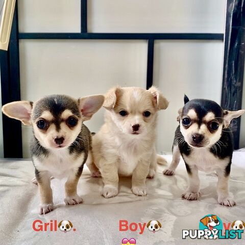 Chihuahua puppies