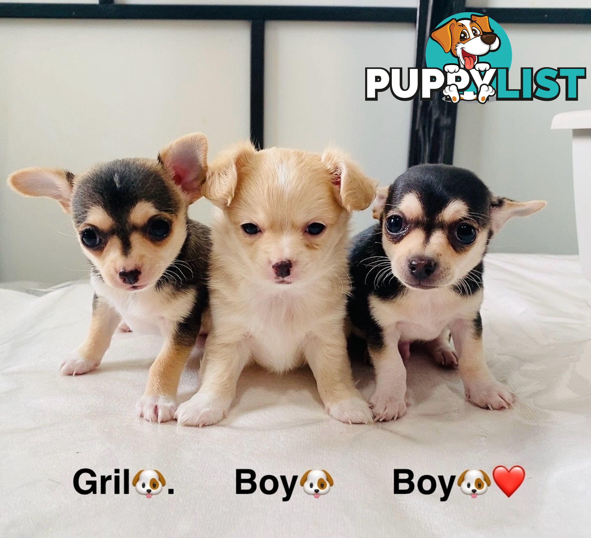 Chihuahua puppies