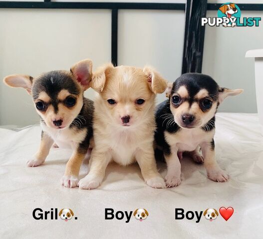 Chihuahua puppies