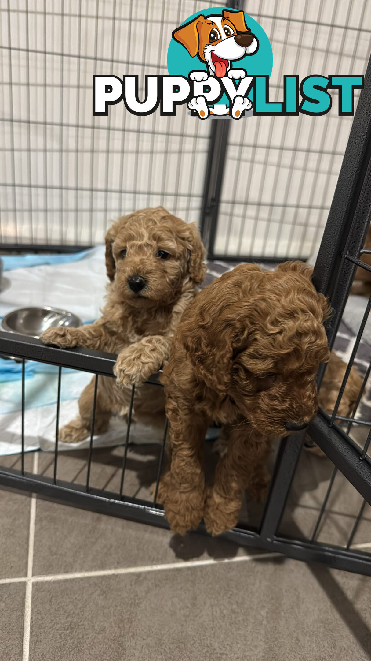 Golden doodle ready to find forever new home