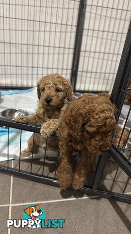 Golden doodle ready to find forever new home