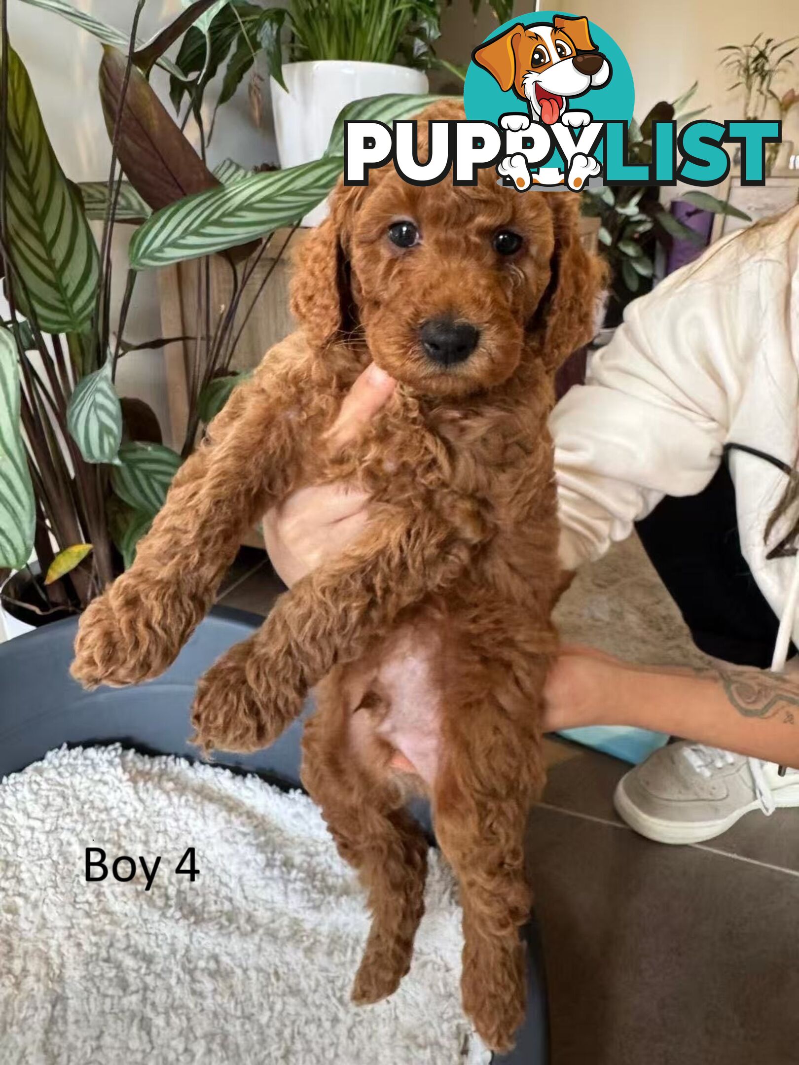 Golden doodle ready to find forever new home
