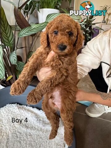 Golden doodle ready to find forever new home