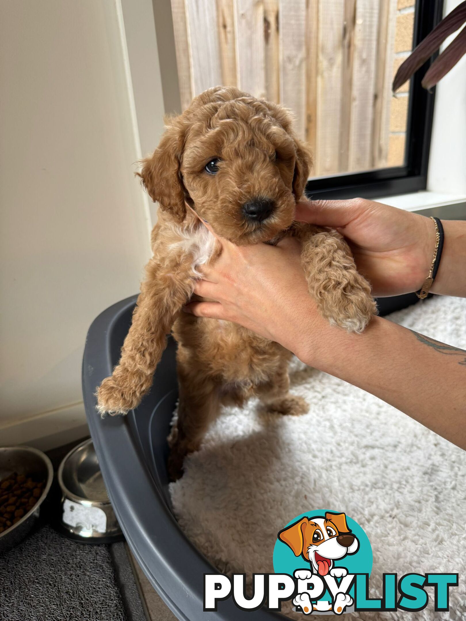Golden doodle ready to find forever new home