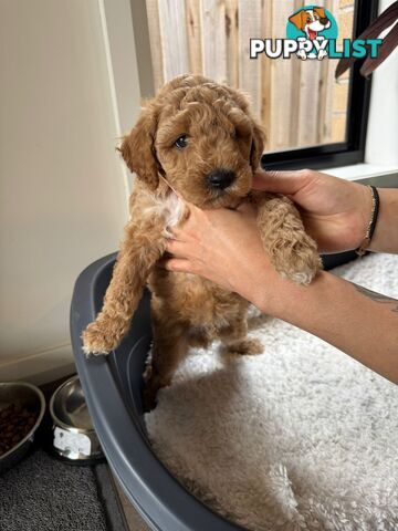 Golden doodle ready to find forever new home