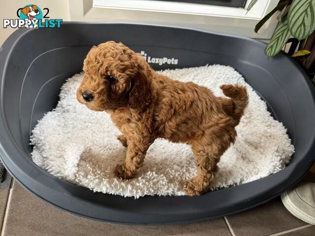 Golden doodle ready to find forever new home