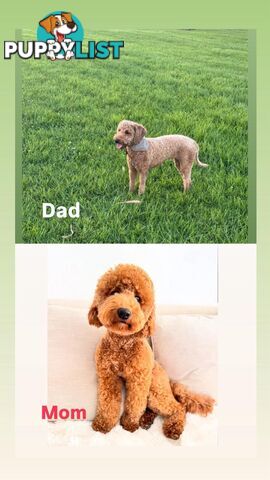 Golden doodle ready to find forever new home