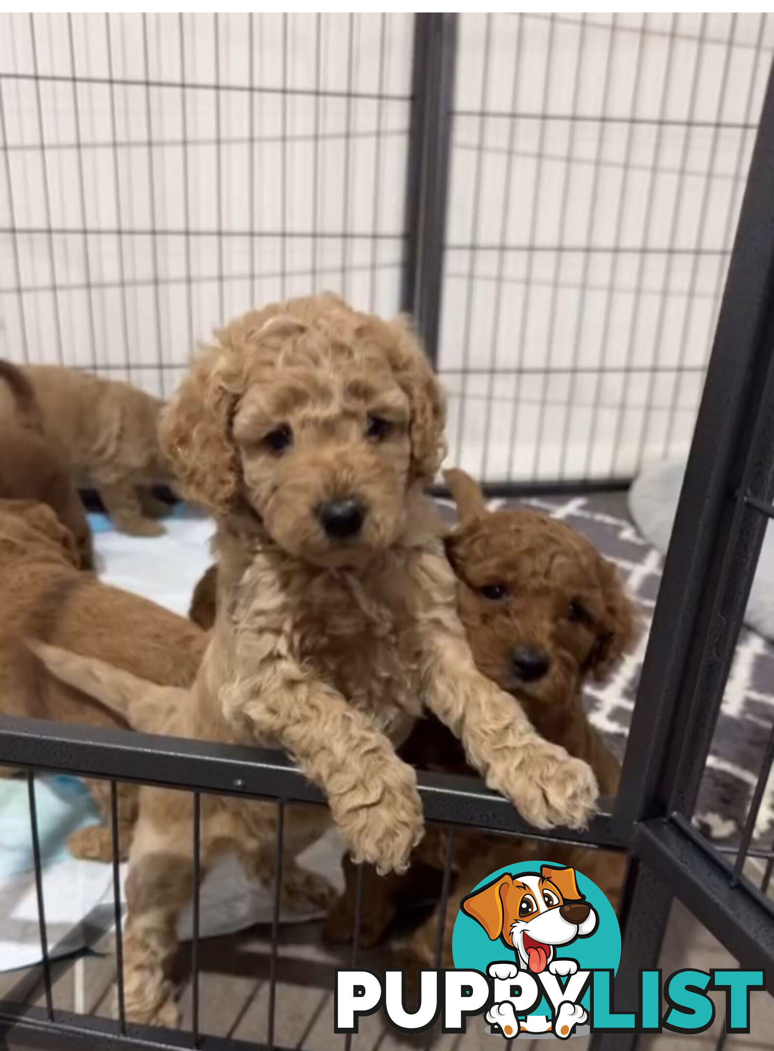 Golden doodle ready to find forever new home