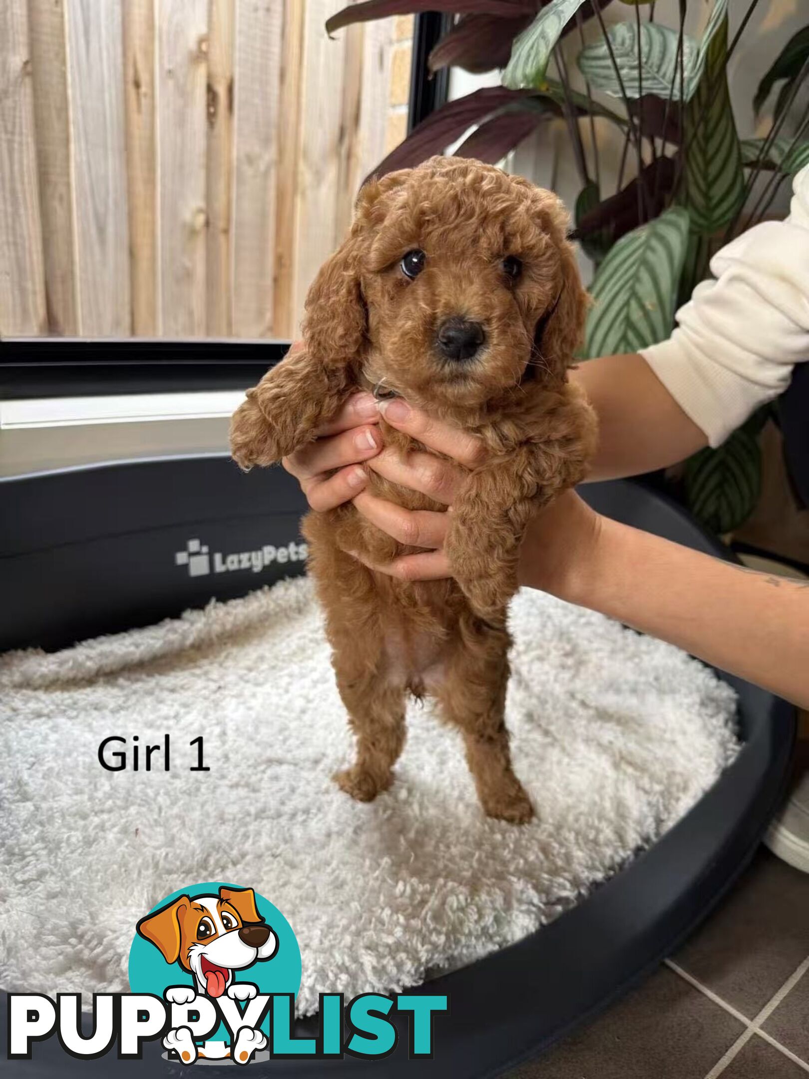 Golden doodle ready to find forever new home