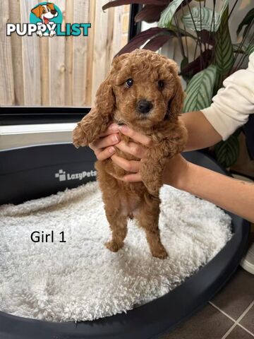 Golden doodle ready to find forever new home