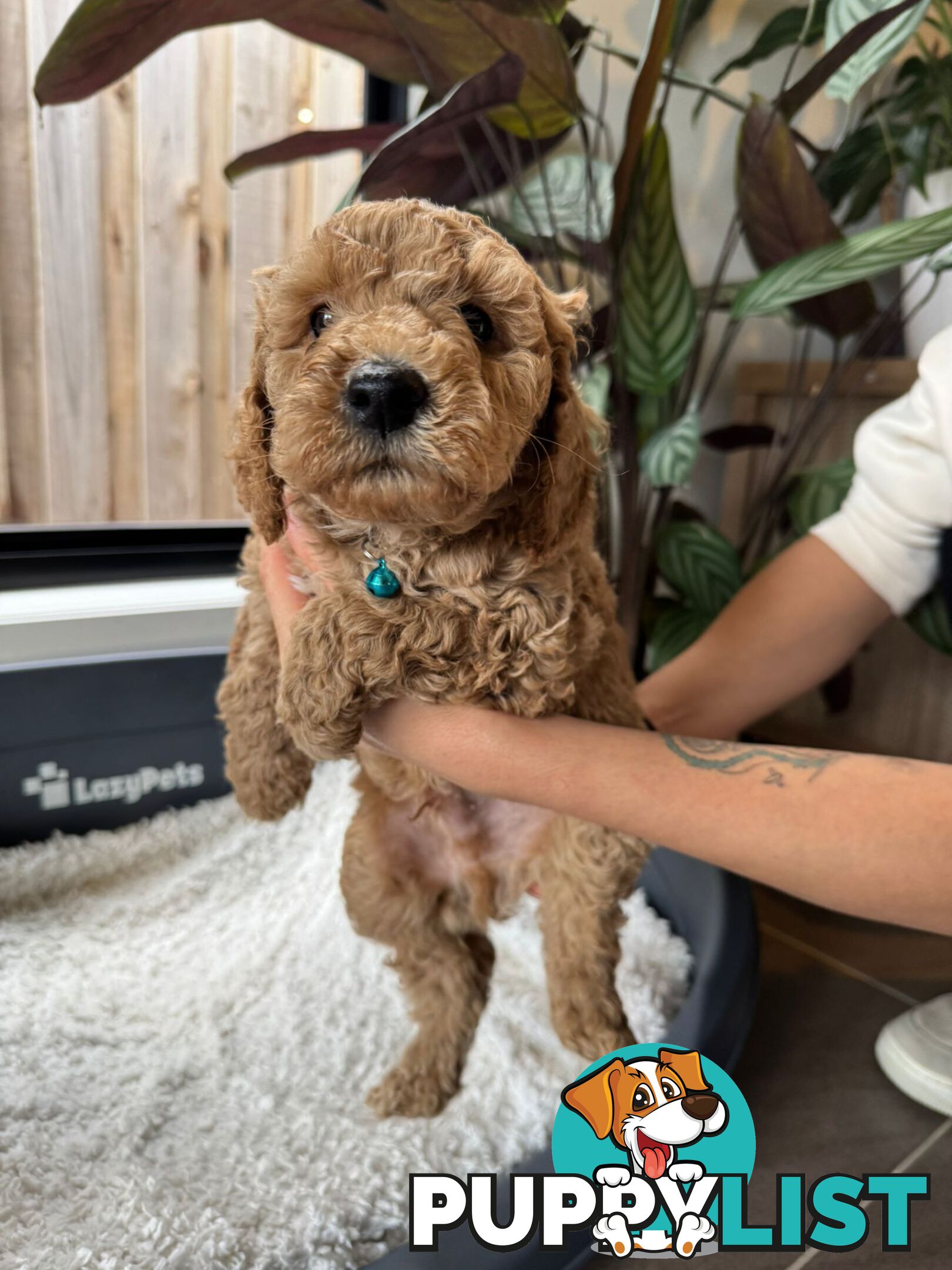 Golden doodle ready to find forever new home