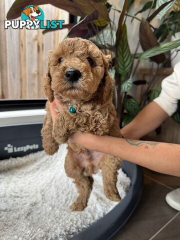 Golden doodle ready to find forever new home